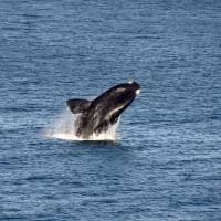 Following the migration: South Africa’s top whale-watching destinations