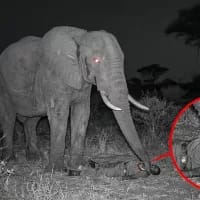 SANParks debunks viral story of elephant guarding fallen Kruger ranger