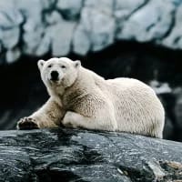 Bird flu confirmed in polar bear for first time in Europe
