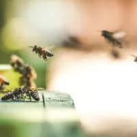 International Bee Day: The tiny pollinators holding ecosystems together