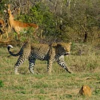 Kruger National Park shaken by discovery of two murdered tourists