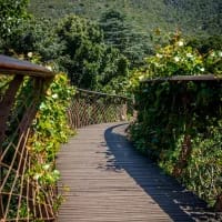 Claims of decay at Kirstenbosch Garden spark controversy, SANBI responds