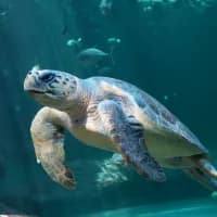 From critical condition to hopeful recovery: Habanero’s rehabilitation journey