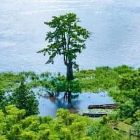 Republic of Congo announces major visa-free travel plan for Africans