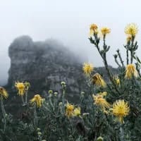 8 of South Africa’s prettiest gardens for a winter day out