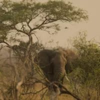 New $48 million conservation project could transform Eswatini’s safari tourism