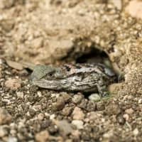 Encouraging wildlife stories from around the world this week