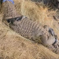 Crocodiles found in steel enclosure during Springs raid