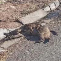 Investigation launched after Slangkop baboon dies from suspected rodent poison exposure