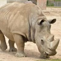 Critically endangered black rhinos flown into Zimbabwe reserve