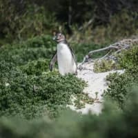 SANParks reports encouraging rise in Boulders penguin population