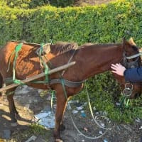 Pony receives urgent care after SAPS and Cape SPCA rescue operation
