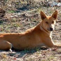 Malawi dog reunion brings hope for displaced pets