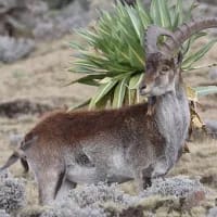 Ethiopia’s rare Walia ibex slips back to critically endangered status