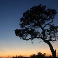 After dark: Why night game drives deserve a place on every safari itinerary