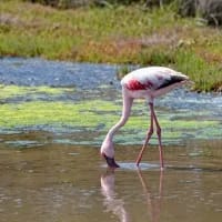The best places in South Africa to see birds this winter