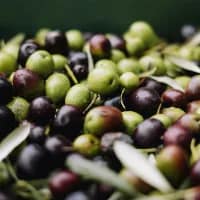 South Africa’s best olive farms to visit this winter