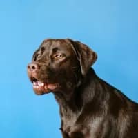 Dog seriously injured in attack by off-leash dogs at Melkbosstrand beach