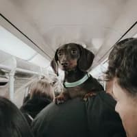 Flying with pets in South Africa: Which airlines allow dogs and cats?