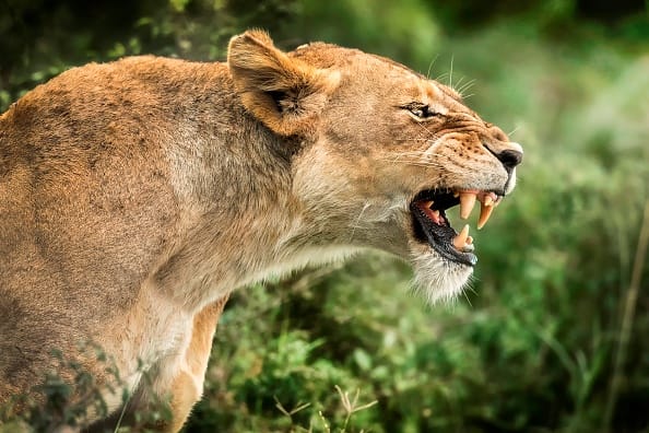 WATCH: Lioness tries to take down elephant