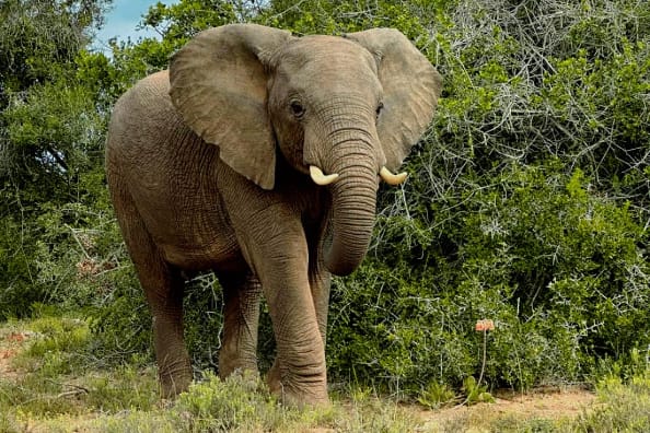 WATCH: Elephant challenged by young buffalo