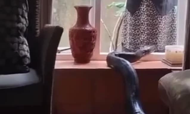 Giant python makes itself at home in Mbombela house