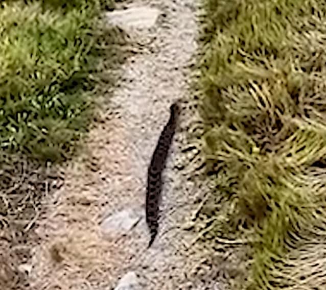 This is why you always watch the ground on a trail