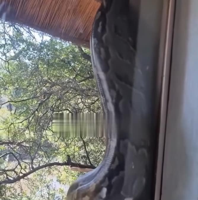 VIDEO: Guests stunned by massive python at Limpopo game reserve