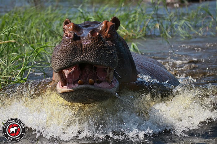 Territorial hippo charges safari vehicle