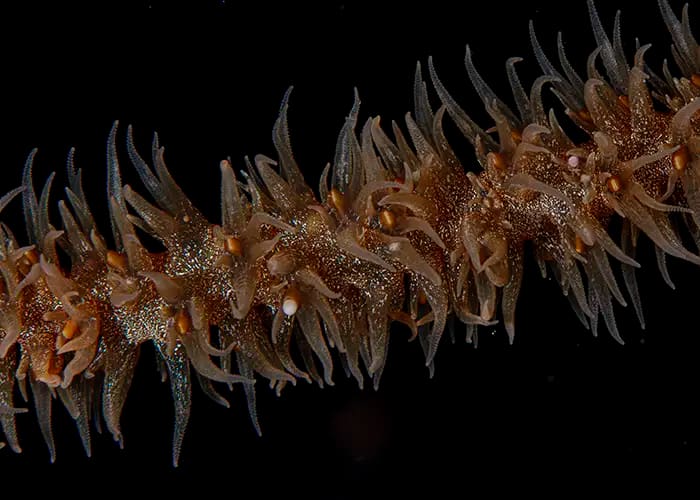 Diverse Marine Life Joins Great Barrier Reef Spectacle