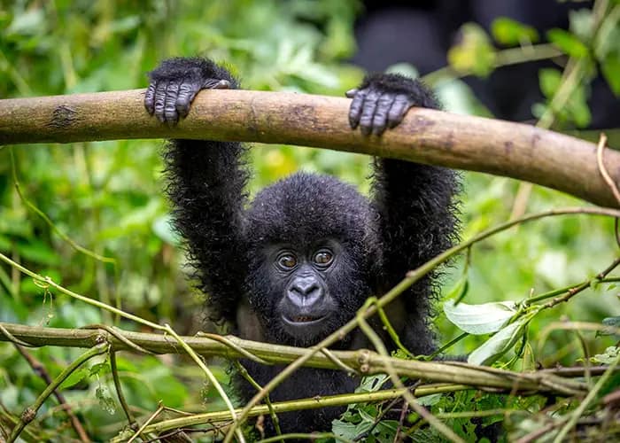 NEW Rwanda Ecotour: Gorillas, Chimps & National Parks