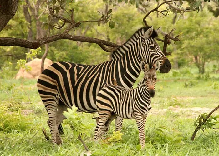 Discover the Wildlife of the Gambia