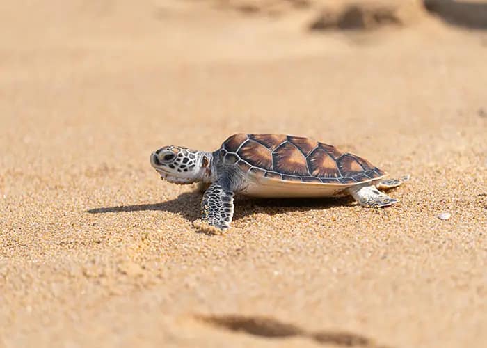 Luxury Resorts Making a Difference for Sea Turtle Conservation