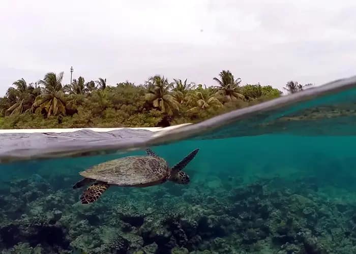 Meet the Resident Sea Turtles of Eri Maldives
