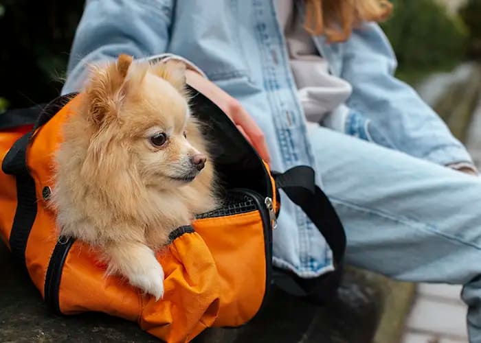 What to Pack in Your Pet’s Travel Bag: Essentials for a Stress-Free Trip