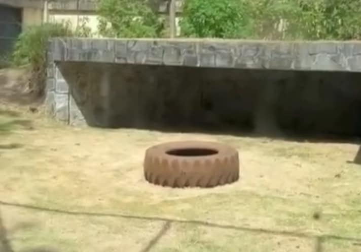 Tragic incident in Joao Pessoa as man enters lioness enclosure and does not survive