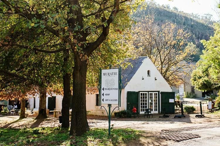 How to experience the Cape Winelands like a local