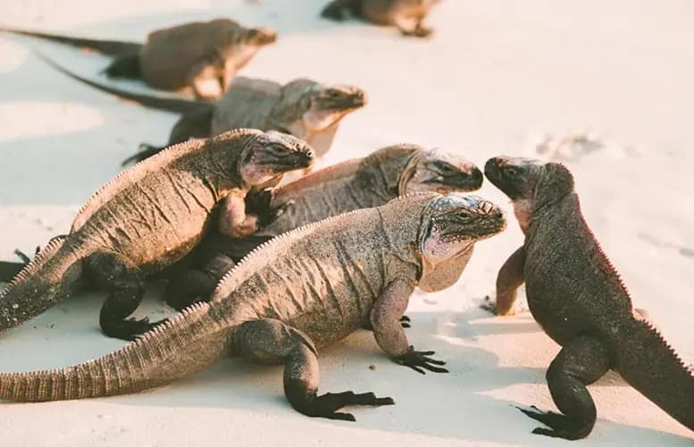 Jurassic Park? Meet Iguana Island: ﻿Visiting the Endangered Iguanas of The Bahamas