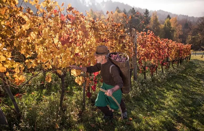 Slovenia in Autumn: Trails, Tastings, Culture, and Calm