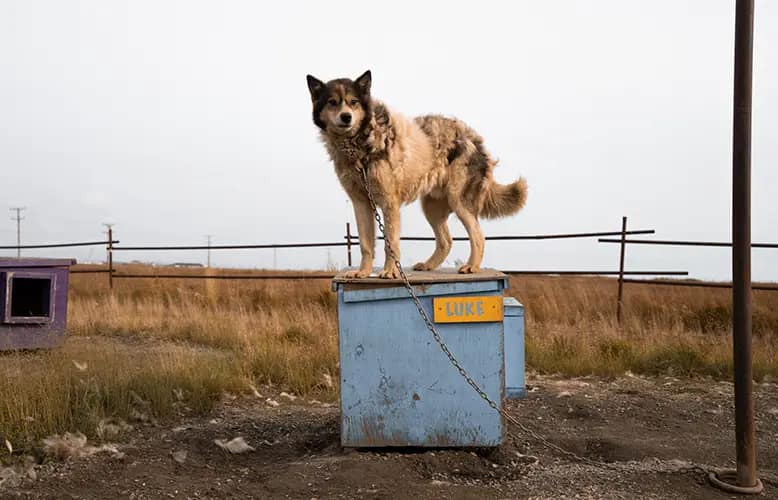 From the Trail to Tradition: The Heart of Dog Sledding in Alaska
