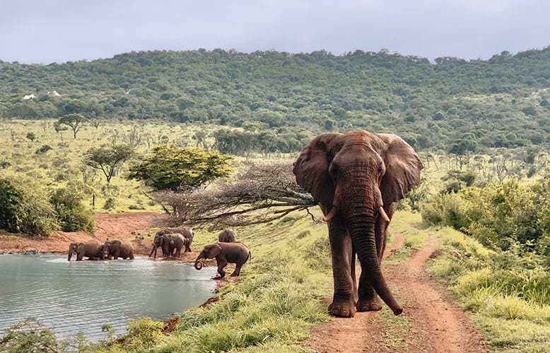 Jumeirah Moves Into Africa With Exclusive Island & Private Safari Reserve