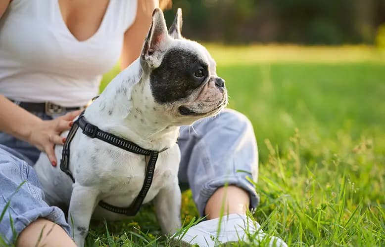 Essential Features of a Quality Pet Boarding Service