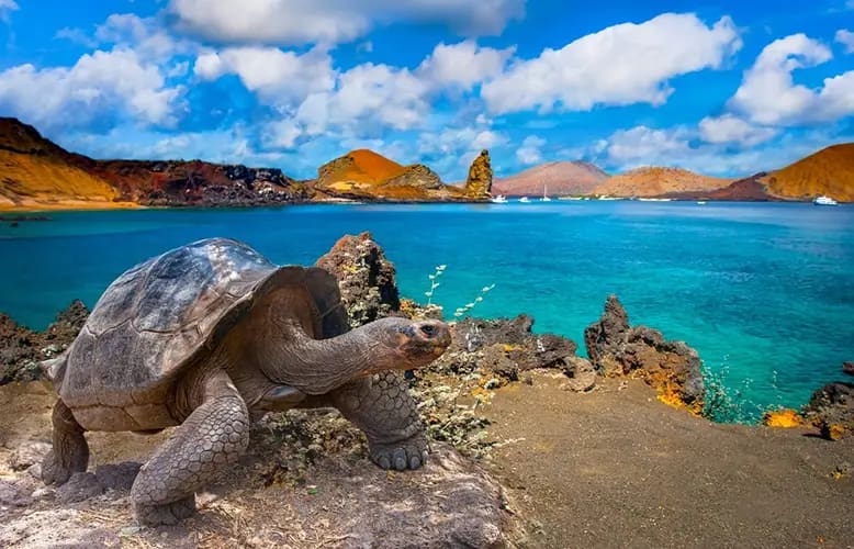 Explore the Galapagos Islands & Amazon Rainforest on a Unique 11-Day Tour