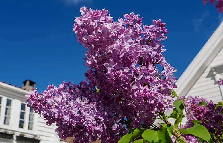 Escape to Mackinac Island’s Lilac Festival – with a Serene Stay at The Inn at Stonecliffe