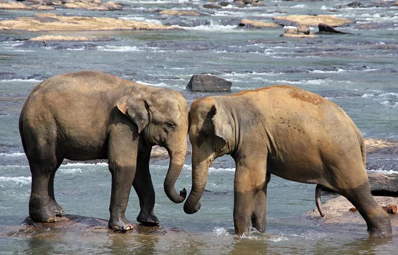 Where to Go for Ultimate Wildlife Adventures