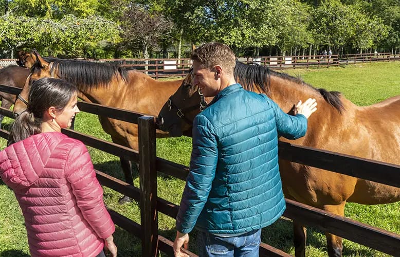 Ireland’s equine excellence showcased in new immersive Horse Country experiences
