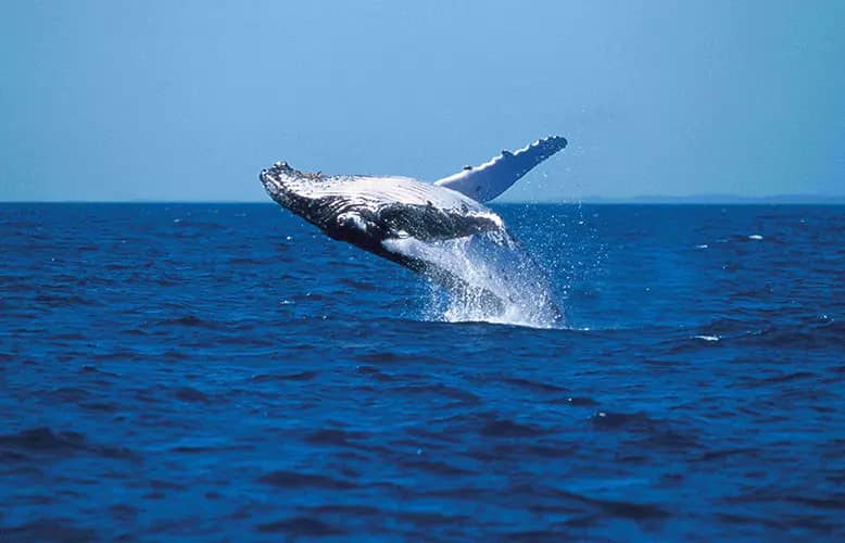 SeaLink Marine & Tourism offers brilliant whale watching experiences across Australia