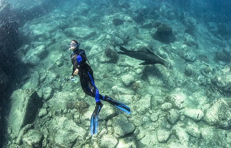 Diving in La Paz, B.C.S. Explore the underwater world of the Gulf of California