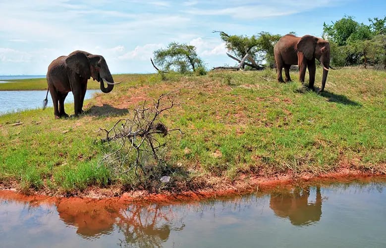 Top 10 Must-Visit National Parks in Zimbabwe for Wildlife Lovers