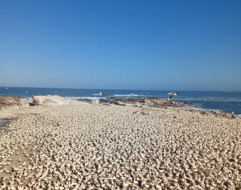 Lambert’s Bay Bird Island’s Cape Gannet colony reaches record numbers